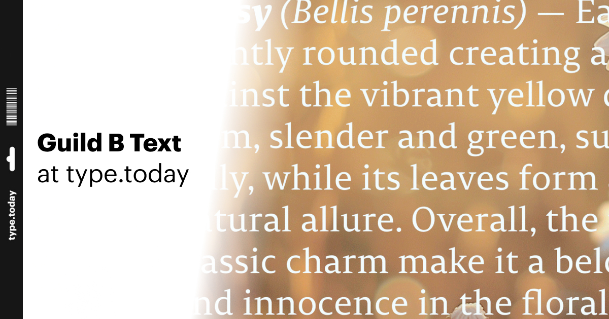 Guild B Text